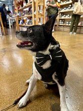 Bailey Bowtie Collar